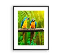 Poster 40x50cm Pappagalli Collor Natura uccelli Stampe Immagini Quadri Murale