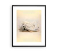 Poster 40x50cm Uccello bianco airone Stampe Immagini Quadri Moderni Murale