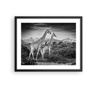 Poster 50x40cm Giraffe Bianco E Nero Fotografia Stampe Immagini Quadri Moderni