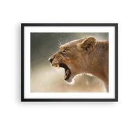 Poster 50x40cm Leone Leonessa Zanne Stampe Immagini Quadri Moderni Murale