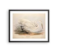 Poster 50x40cm Uccello bianco airone Stampe Immagini Quadri Moderni Murale