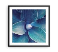 Poster 50x50cm Agave blu fiore Stampe Immagini Quadri Moderni Murale