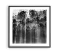 Poster 50x50cm Alberi Dentro Nebbia Stampe Immagini Quadri Moderni Murale