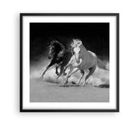 Poster 50x50cm Andaluso Cavalli Galoppo Stampe Immagini Quadri Moderni Murale