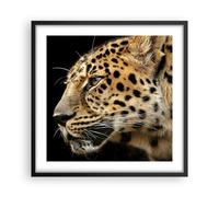 Poster 50x50cm Animali leopardo gatto selvatico animali selvatici Stampe Quadri