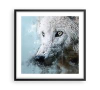 Poster 50x50cm Bianco il lupo foto Stampe Immagini Quadri Moderni Murale