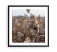 Poster 50x50cm Boho Spighe Di Grano Erba Stampe Immagini Quadri Moderni Murale
