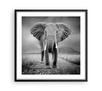 Poster 50x50cm Elefante natura selvaggia natura Stampe Immagini Quadri Moderni