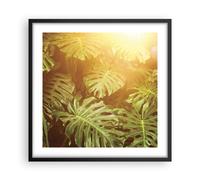 Poster 50x50cm Foglie Monstera Luce Stampe Immagini Quadri Moderni Murale