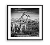 Poster 50x50cm Giraffe Bianco E Nero Fotografia Stampe Immagini Quadri Moderni