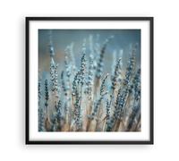 Poster 50x50cm Lavanda Lama Fiore Stampe Immagini Quadri Moderni Murale