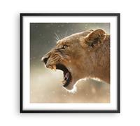 Poster 50x50cm Leone Leonessa Zanne Stampe Immagini Quadri Moderni Murale