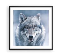 Poster 50x50cm Lupo predatore natura selvaggia Stampe Immagini Quadri Moderni