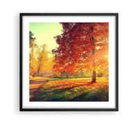 Poster 50x50cm parco autunno albero Stampe Immagini Quadri Moderni Murale