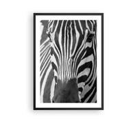 Poster 50x70cm Animali zebra a strisce Stampe Immagini Quadri Moderni Murale