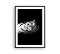 Poster 50x70cm Bianco tigre bianco e nero Stampe Immagini Quadri Moderni Murale