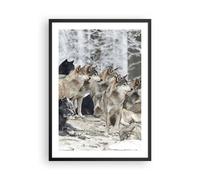 Poster 50x70cm Branco lupi inverno Stampe Immagini Quadri Moderni Murale