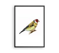 Poster 50x70cm Cardellino uccello acquerello Stampe Immagini Quadri Murale
