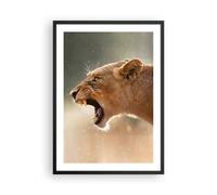 Poster 50x70cm Leone Leonessa Zanne Stampe Immagini Quadri Moderni Murale