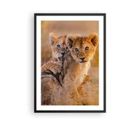 Poster 50x70cm leone natura animale Stampe Immagini Quadri Moderni Murale