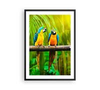 Poster 50x70cm Pappagalli Collor Natura uccelli Stampe Immagini Quadri Murale