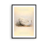 Poster 50x70cm Uccello bianco airone Stampe Immagini Quadri Moderni Murale