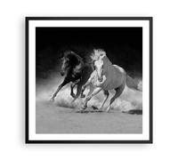 Poster 60x60cm Andaluso Cavalli Galoppo Stampe Immagini Quadri Moderni Murale