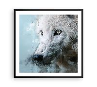 Poster 60x60cm Bianco il lupo foto Stampe Immagini Quadri Moderni Murale
