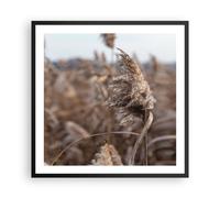 Poster 60x60cm Boho Spighe Di Grano Erba Stampe Immagini Quadri Moderni Murale