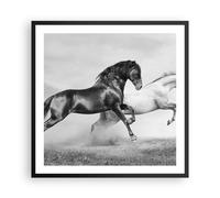 Poster 60x60cm Cavalli Animali galoppo prato Stampe Immagini Quadri Moderni