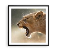 Poster 60x60cm Leone Leonessa Zanne Stampe Immagini Quadri Moderni Murale