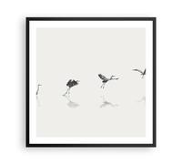 Poster 60x60cm Volo uccello airone Stampe Immagini Quadri Moderni Murale