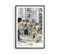 Poster 61x91cm Branco lupi inverno Stampe Immagini Quadri Moderni Murale