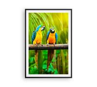 Poster 61x91cm Pappagalli Collor Natura uccelli Stampe Immagini Quadri Murale