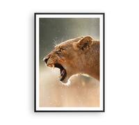 Poster 70x100cm Leone Leonessa Zanne Stampe Immagini Quadri Moderni Murale