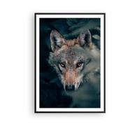Poster 70x100cm Lupo foresta predatore Stampe Immagini Quadri Moderni Murale