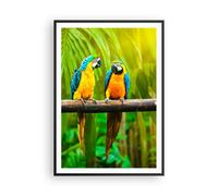 Poster 70x100cm Pappagalli Collor Natura uccelli Stampe Immagini Quadri Murale