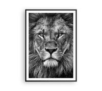 Poster 70x100cm Ritratto Leone Bianco E Nero Stampe Immagini Quadri Murale