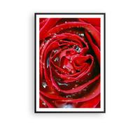 Poster 70x100cm Rosa fiore petali rugiada Stampe Immagini Quadri Moderni Murale