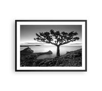Poster 70x50cm Albero Bianco E Nero Vista Stampe Immagini Quadri Moderni Murale