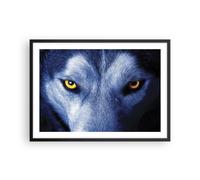 Poster 70x50cm Guarda il lupo gli occhi Stampe Immagini Quadri Moderni Murale