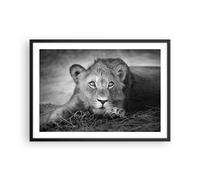 Poster 70x50cm Leone asiatico ritratto Stampe Immagini Quadri Moderni Murale