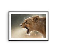 Poster 70x50cm Leone Leonessa Zanne Stampe Immagini Quadri Moderni Murale
