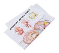 Poster Anatomico del Cervello Umano in Canvas per Insegnamento | Testo a Font Chiaro e Facile da Leggere, Adatto a Aula e Ospedale, Formato Chart Educativo