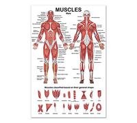 Poster anatomico del sistema muscolare anatomico sul lato anteriore/posteriore, 40 x 70 cm, poster per ospedale, palestra, muscoli, anatomia, grande, per massaggiatori