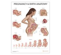 Poster anatomico per gravidanza e nascita, 45 x 60 cm, poster con ostetrica, Doula Education