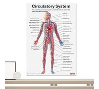 Poster anatomico scheletrico - Diagramma anatomico da 210 g, display educativo da parete, aiuto per l'apprendimento con immagini di alta qualità | Materiale didattico per l'educazione medica in aula