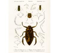 Poster antico esemplare di insetto - Hemiptera Wall Art -...
