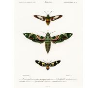 Poster antico falena - esemplare di lepidotteri arte da parete -...