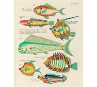 Poster antico pesci tropicali - arte da parete animali acquatici -...